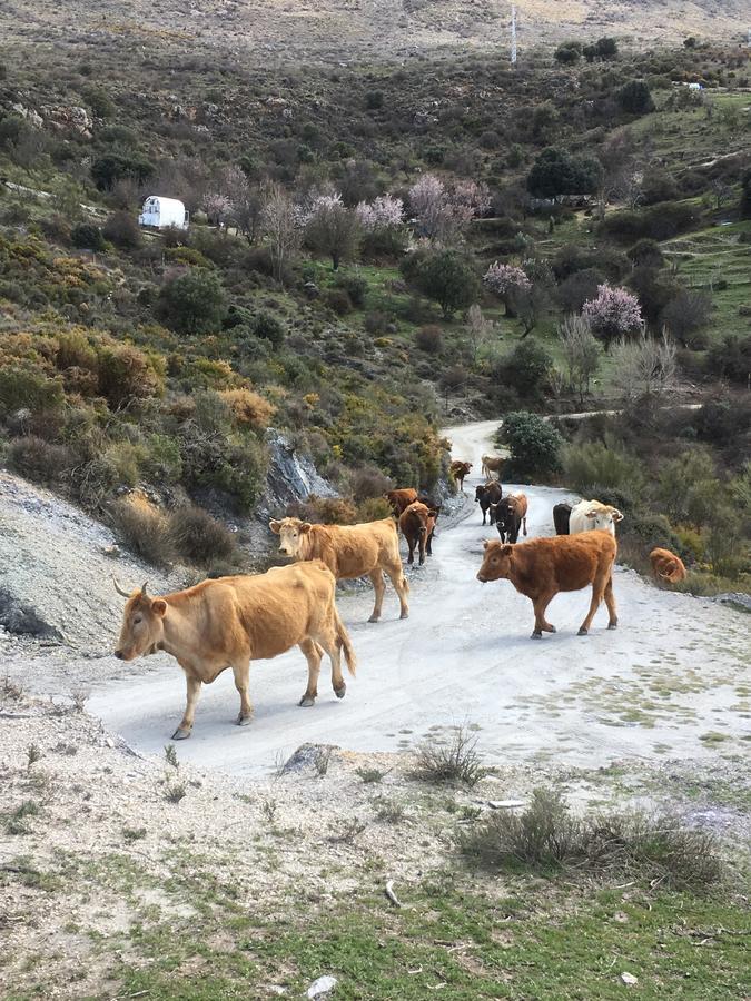 Hotel Rural Fuente La Teja Güéjar Sierra Kültér fotó